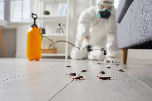Commercial Kitchen Cockroach Control in Timberwood Park